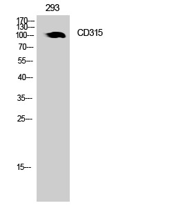 CD315 Rabbit pAb ABZ1284