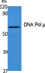 DNA Polymerase mu Rabbit pAb ABZ1290