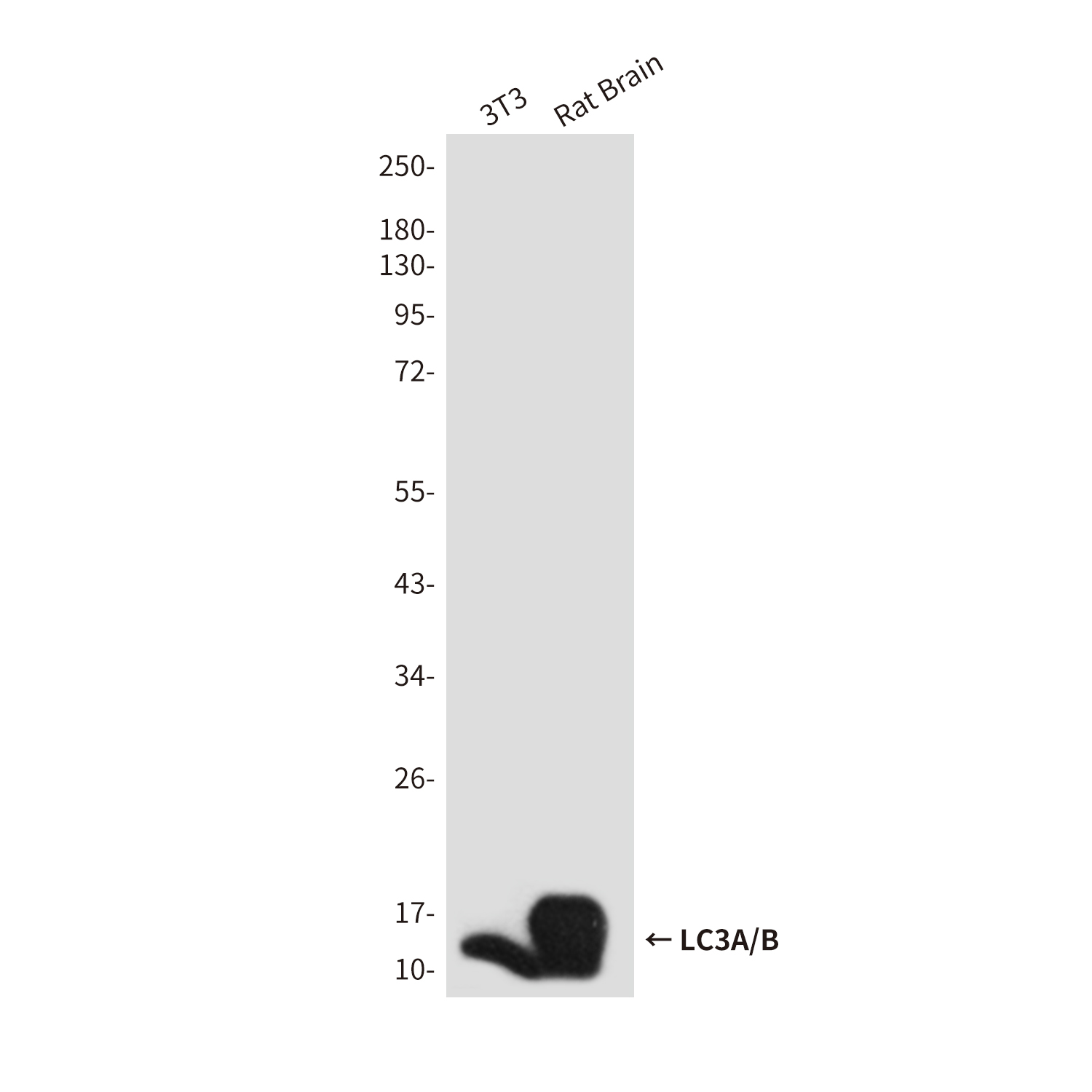 LC3A/B Rabbit pAb ABZ1294