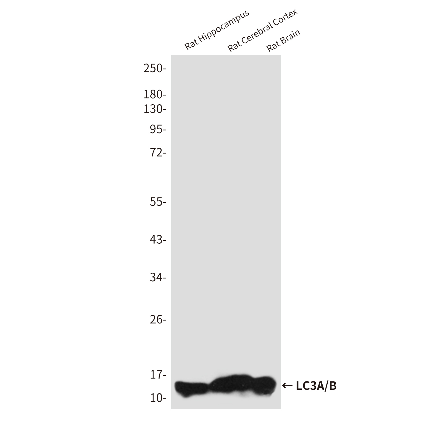 LC3A/B Rabbit pAb ABZ1294