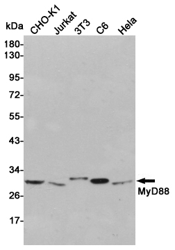 MyD88 Rabbit pAb ABZ1306