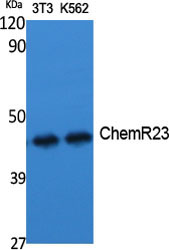 CMKLR1 Rabbit pAb ABZ1307