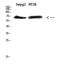 ZFP91 Rabbit pAb ABZ1311