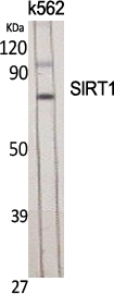 SIRT1 Rabbit pAb ABZ1313