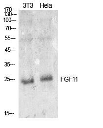 FGF11 Rabbit pAb ABZ1315