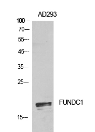 FUNDC1 Rabbit pAb ABZ1323
