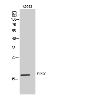 FUNDC1 Rabbit pAb ABZ1323
