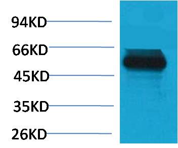 MG53 Rabbit pAb ABZ1327
