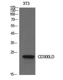 CD300LD Rabbit pAb ABZ1328