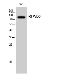 RFWD3 Rabbit pAb ABZ1330