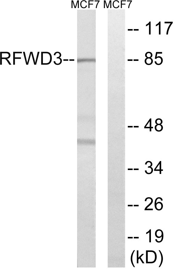 RFWD3 Rabbit pAb ABZ1330
