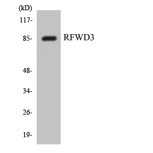 RFWD3 Rabbit pAb ABZ1330