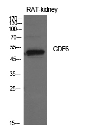 GDF6 Rabbit pAb ABZ1331
