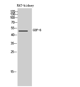 GDF6 Rabbit pAb ABZ1331