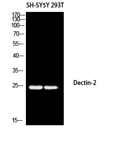 Dectin-2 Rabbit pAb ABZ1332