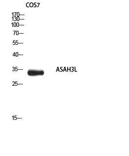 ASAH3L Rabbit pAb ABZ1336