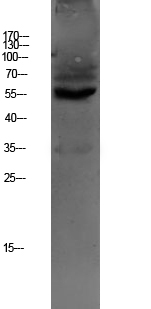 OAT1 Rabbit pAb ABZ1338