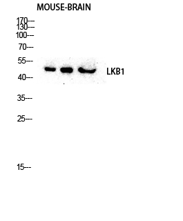 LKB1 Rabbit pAb ABZ1341