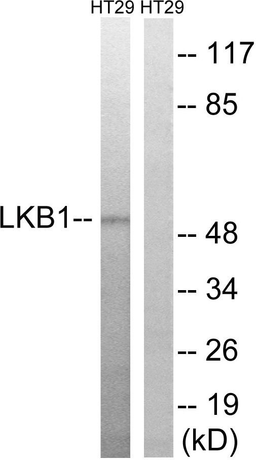 LKB1 Rabbit pAb ABZ1341