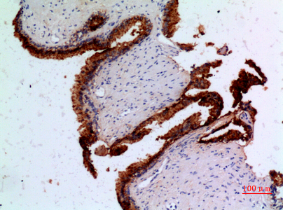 Angiopoietin Rabbit pAb ABZ1344