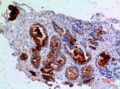 Angiopoietin Rabbit pAb ABZ1344