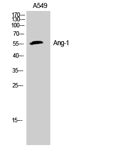 Angiopoietin Rabbit pAb ABZ1344