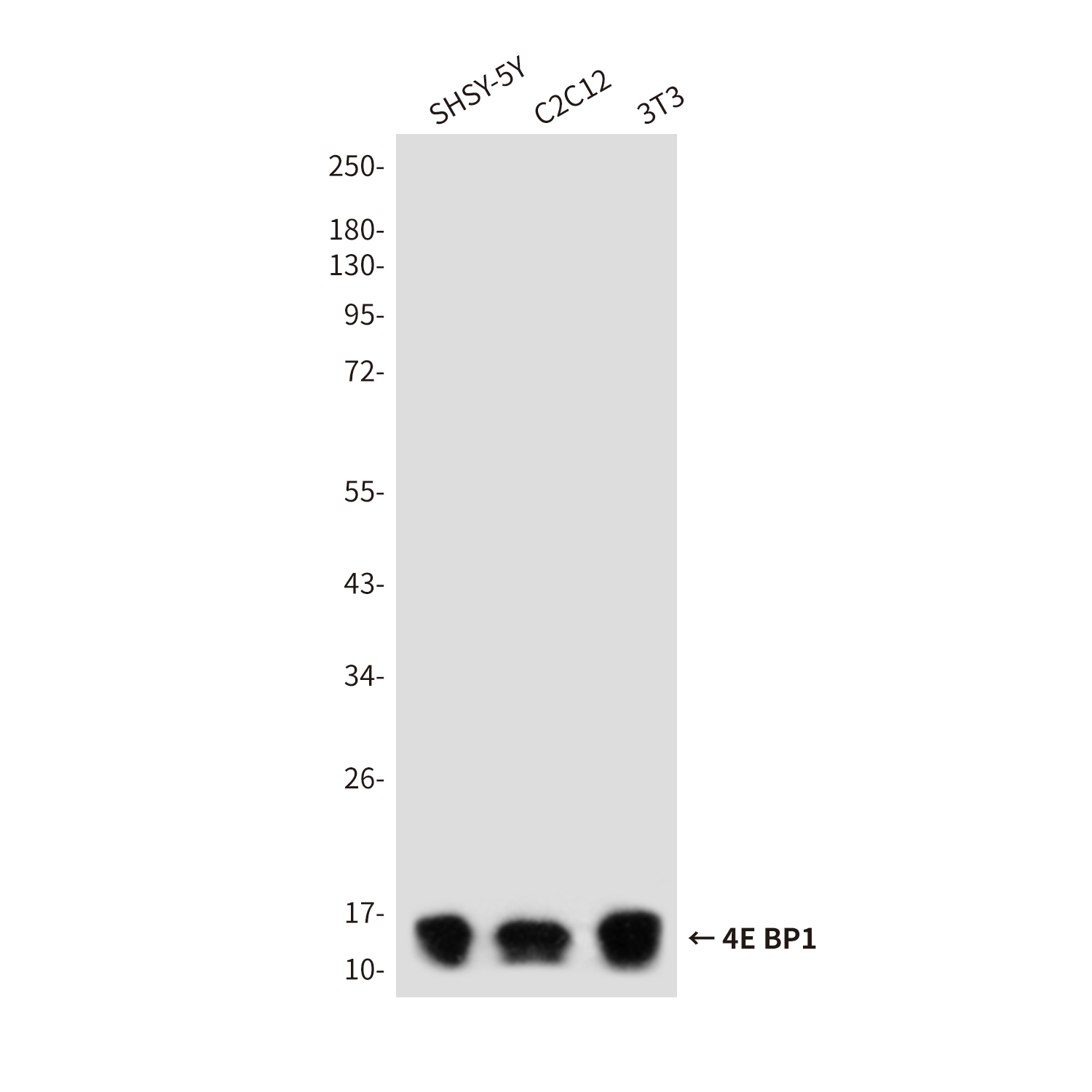 4E BP1 Rabbit pAb ABZ1349