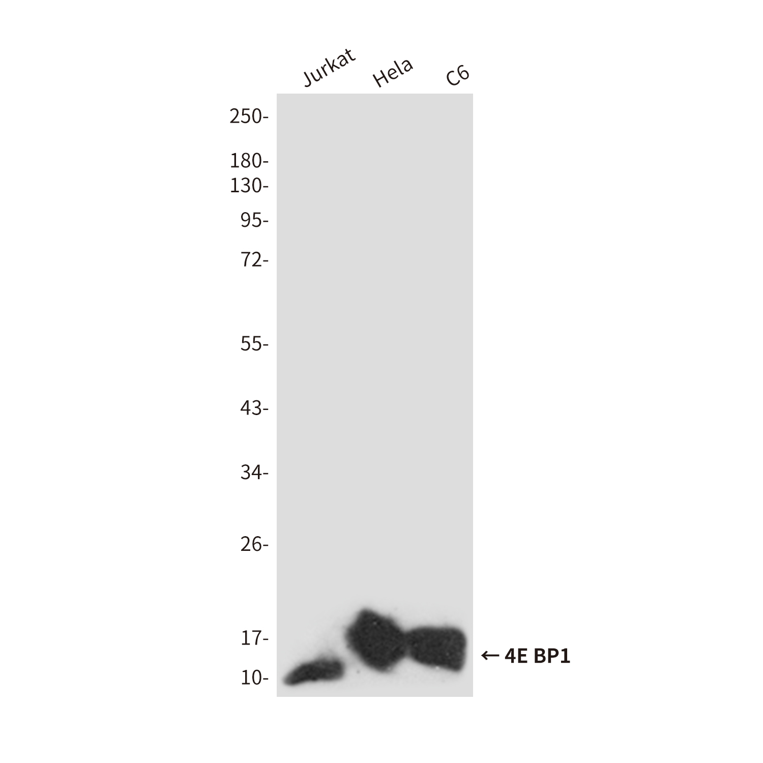 4E BP1 Rabbit pAb ABZ1349