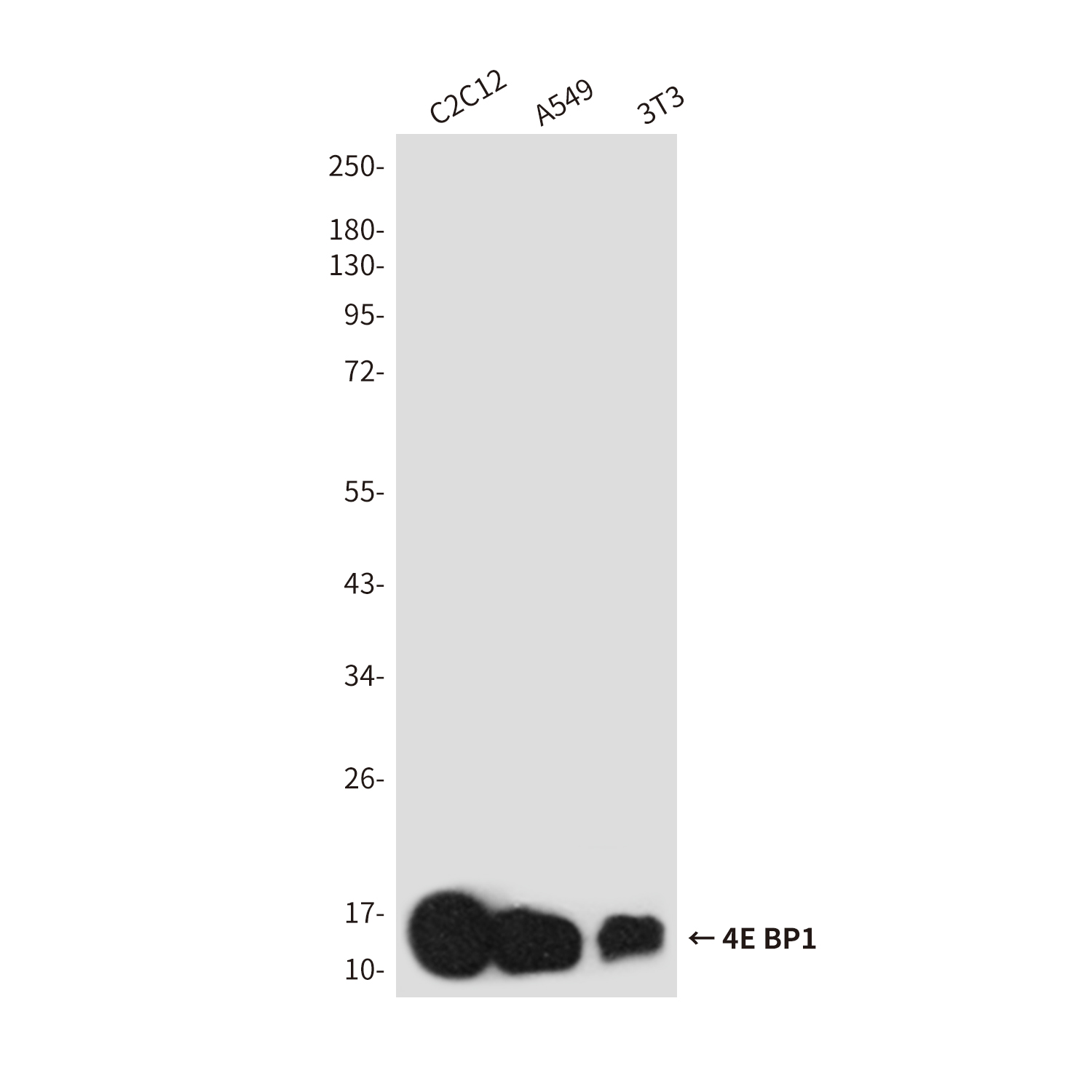 4E BP1 Rabbit pAb ABZ1349