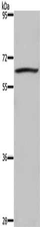 DUSP8 Rabbit pAb ABZ1351