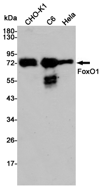 FOXO1 Rabbit pAb ABZ1354