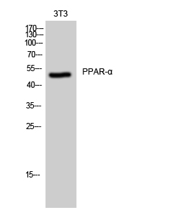 PPAR alpha Rabbit pAb ABZ1357