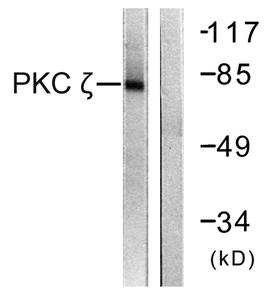 PKC zeta Rabbit pAb ABZ1359