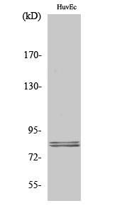 Hormone Sensitive Lipase/HSL Rabbit pAb ABZ1360