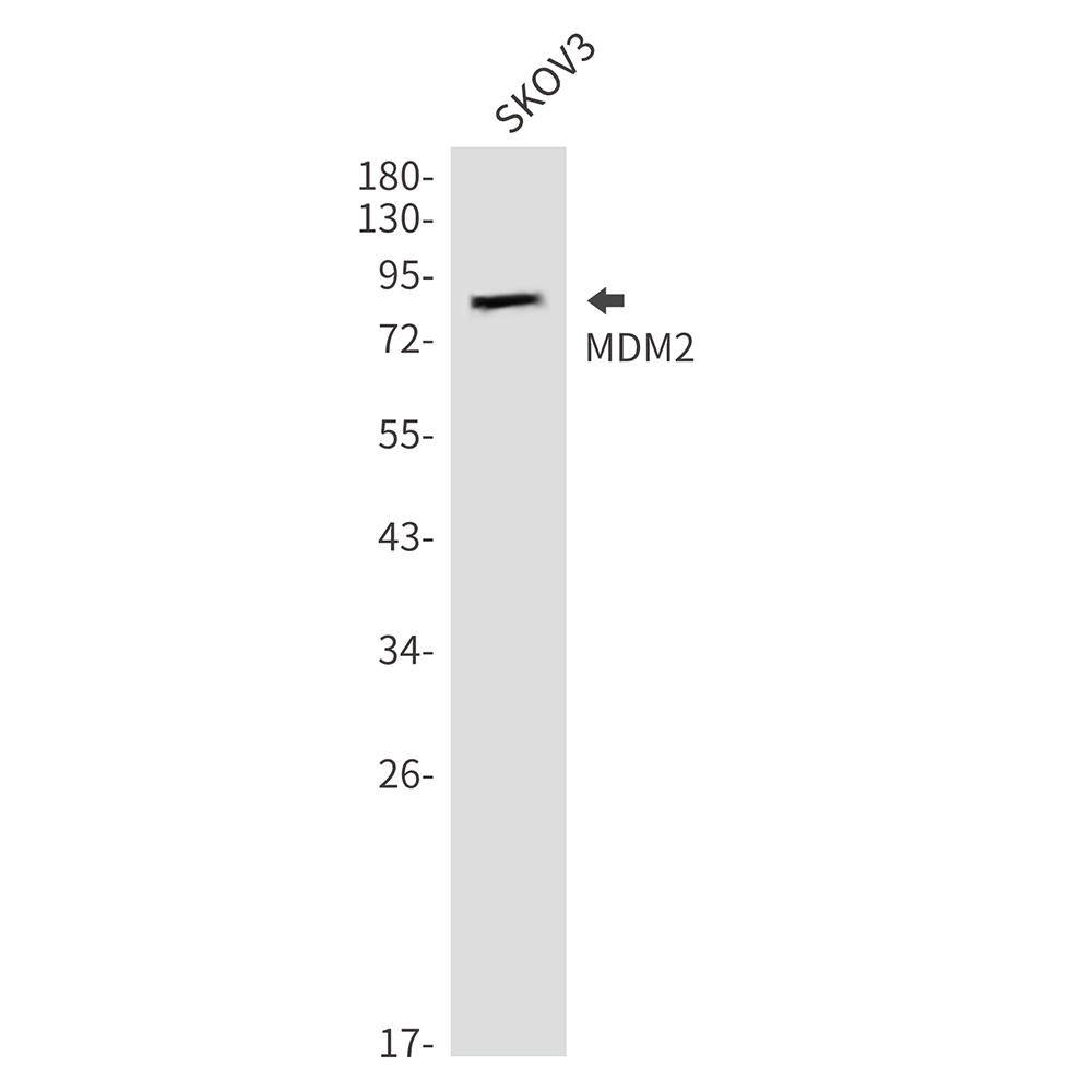 MDM2 Rabbit pAb ABZ1363