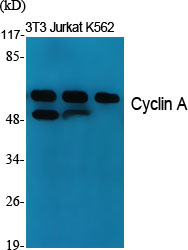 Cyclin A1 Rabbit pAb ABZ1366