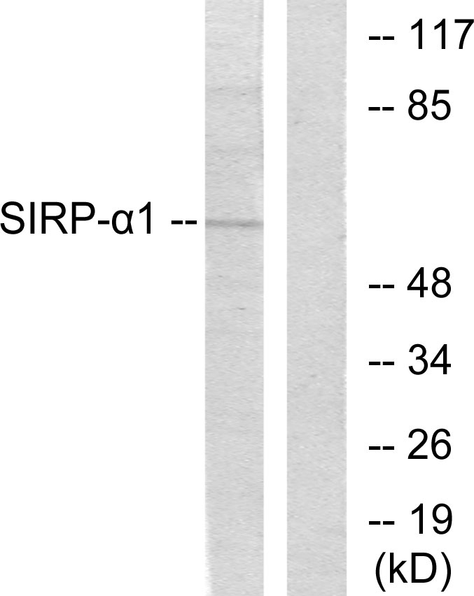 SIRP alpha Rabbit pAb ABZ1367