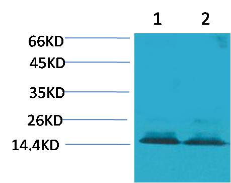 Citruline-Histone H3 ( R2+R8+R17) Rabbit pAb ABZ1368