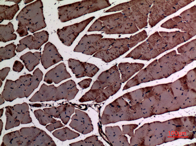 alpha Smooth Muscle Actin Rabbit pAb ABZ1369