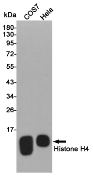 Histone H4 Rabbit pAb ABZ1371