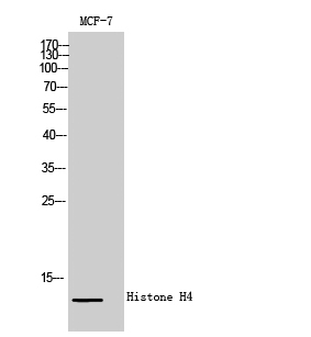 Histone H4 Rabbit pAb ABZ1371