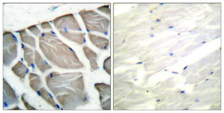 Actin Rabbit pAb ABZ1374