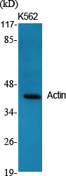 Actin Rabbit pAb ABZ1374