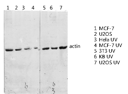 Actin Rabbit pAb ABZ1374