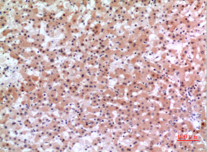 Inhibin beta E Rabbit pAb ABZ1375