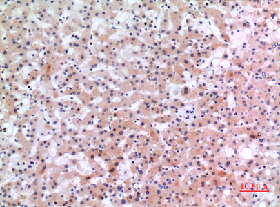 Inhibin beta E Rabbit pAb ABZ1375