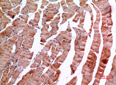Inhibin beta E Rabbit pAb ABZ1375
