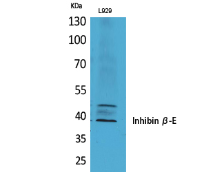 Inhibin beta E Rabbit pAb ABZ1375