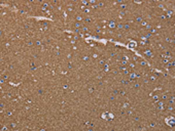 Aquaporin 4 Rabbit pAb ABZ1376
