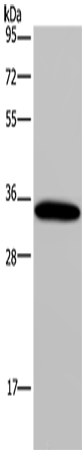 Aquaporin 4 Rabbit pAb ABZ1376
